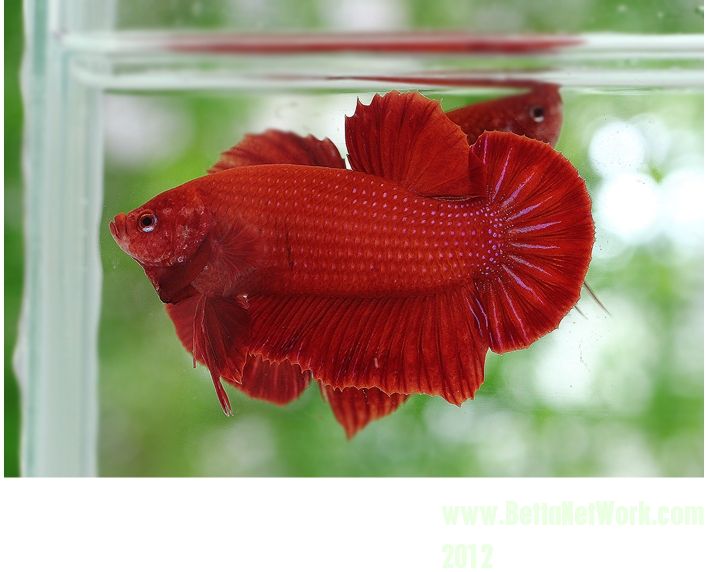 super red giant betta
